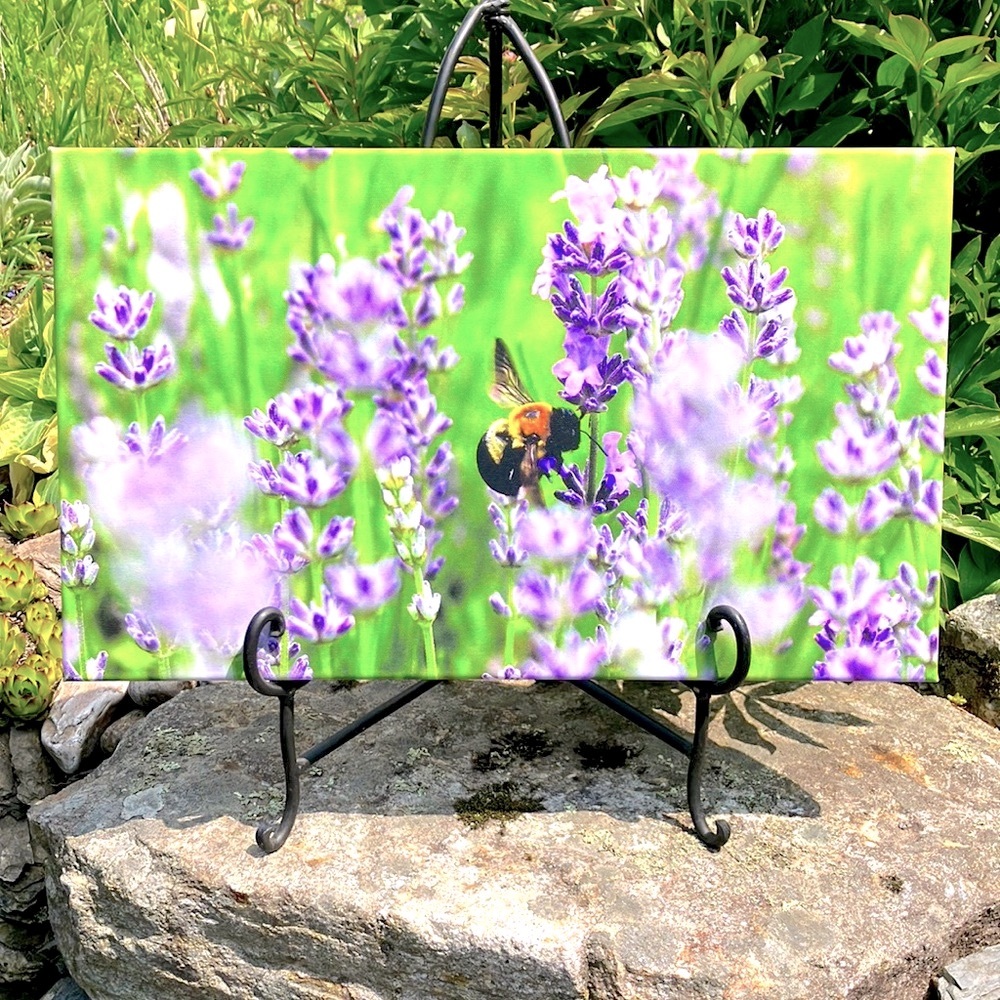 NWT Lavender Bee Photo on Canvas 12x20 Wall Decor